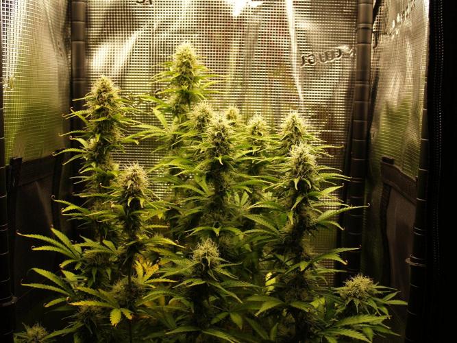 Green Cure CBD F1 Hybrid Auto Zamnesia. Week 10 - Tag 75