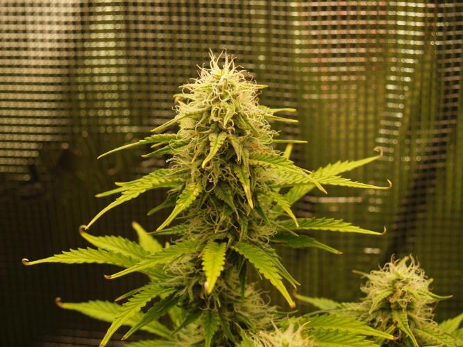 Green Cure CBD F1 Hybrid Auto Zamnesia. Week 10 - Tag 75