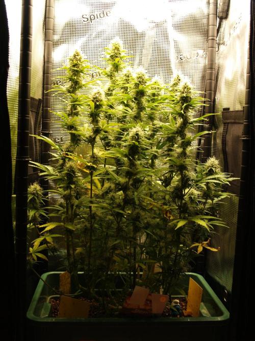 Green Cure CBD F1 Hybrid Auto Zamnesia. Week 10 - Tag 75