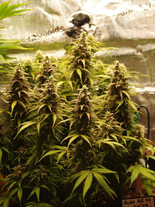 Auto AK-47 XL Divine Seeds. Week 10 - Tag 77