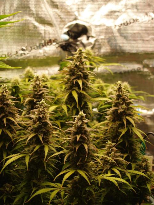 Auto AK-47 XL Divine Seeds. Week 10 - Tag 77