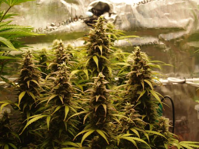 Auto AK-47 XL Divine Seeds. Week 10 - Tag 77