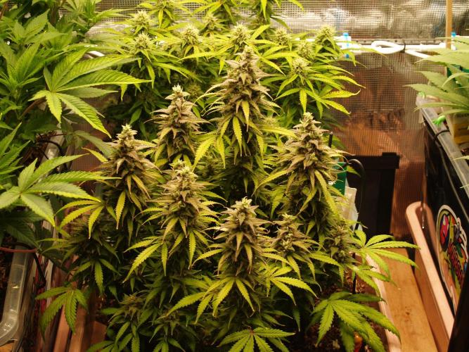 Auto AK-47 XL Divine Seeds. Week 10 - Tag 77