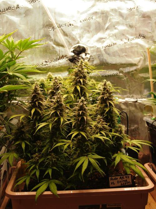 Auto AK-47 XL Divine Seeds. Week 10 - Tag 77