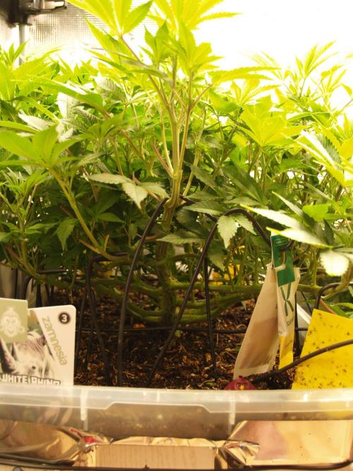 White Rhino From Zamnesia zweite Runde. Week 10 - Tag 75