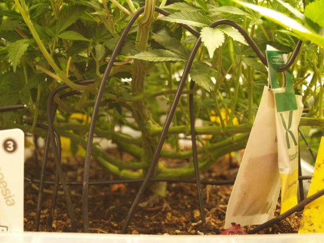 White Rhino From Zamnesia zweite Runde. Week 10 - Tag 75