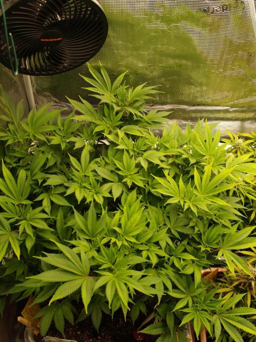 White Rhino From Zamnesia zweite Runde. Week 10 - Tag 75