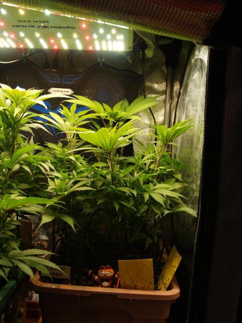 Eleven Roses Klon zur Blüte 2. Week 12 - Tag 84