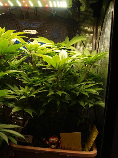 Eleven Roses Klon zur Blüte 2. Week 12 - Tag 84