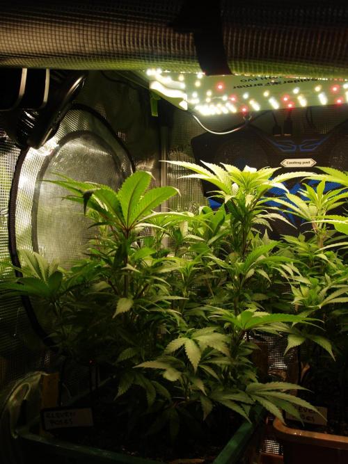 Eleven Roses Klon zur Blüte. Week 12 - Tag 84