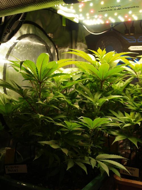 Eleven Roses Klon zur Blüte. Week 12 - Tag 84