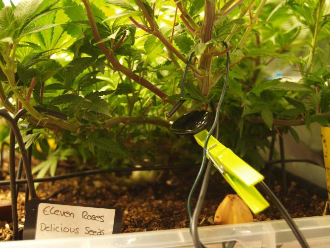 Eleven Roses. Week 14 - Tag 105