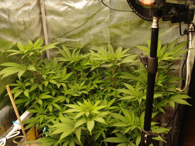 Eleven Roses. Week 14 - Tag 105