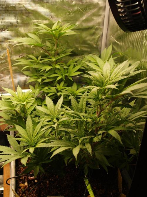 Eleven Roses. Week 14 - Tag 105