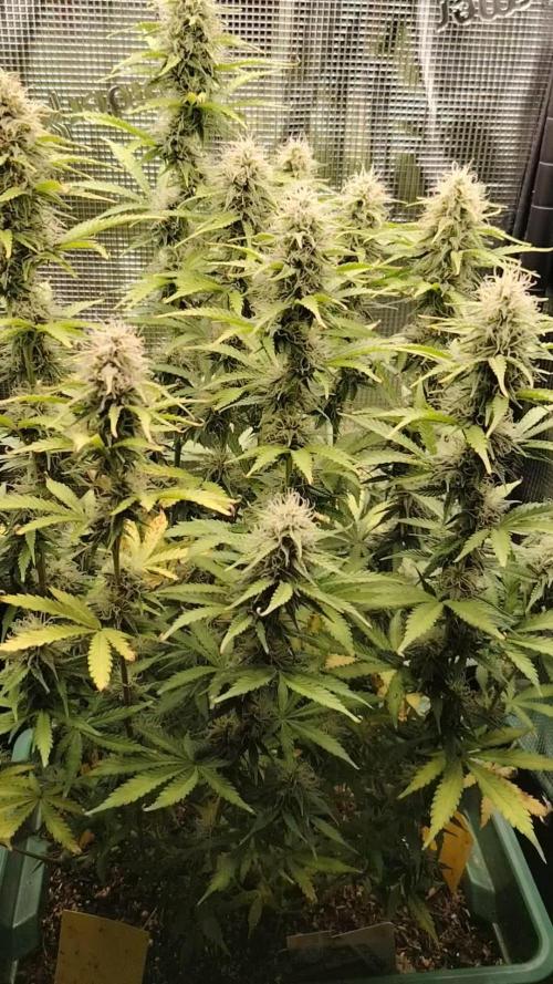 Green Cure CBD F1 Hybrid Auto Zamnesia