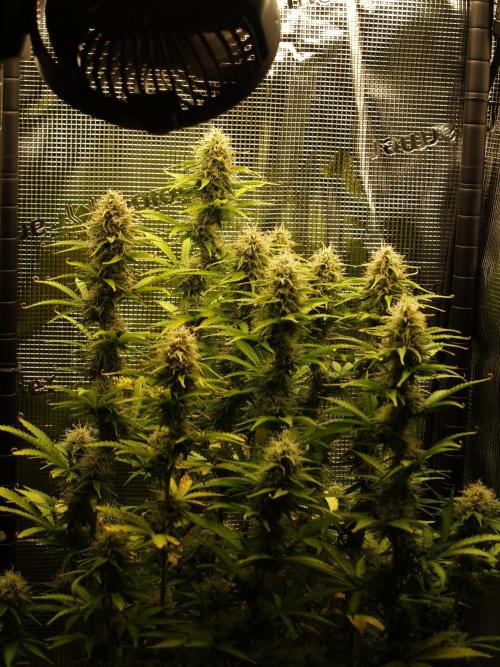 Green Cure CBD F1 Hybrid Auto Zamnesia. Week 10 - Tag 77