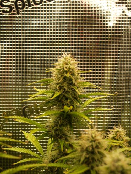 Green Cure CBD F1 Hybrid Auto Zamnesia. Week 10 - Tag 77