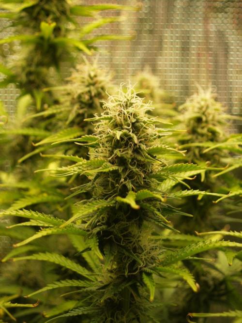 Green Cure CBD F1 Hybrid Auto Zamnesia. Week 10 - Tag 77