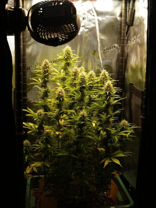 Green Cure CBD F1 Hybrid Auto Zamnesia. Week 10 - Tag 77