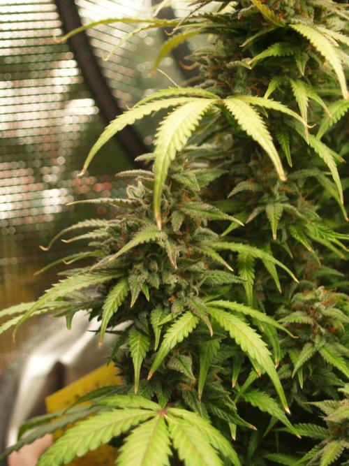 Auto AK-47 XL Divine Seeds. Week 11 - Tag 79