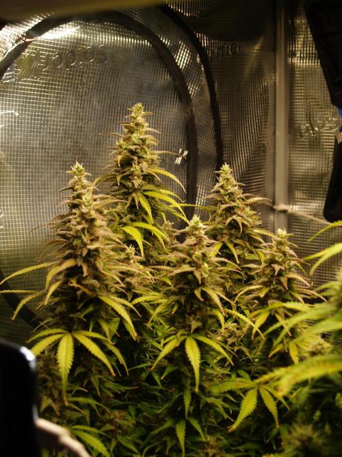 Auto AK-47 XL Divine Seeds. Week 11 - Tag 79