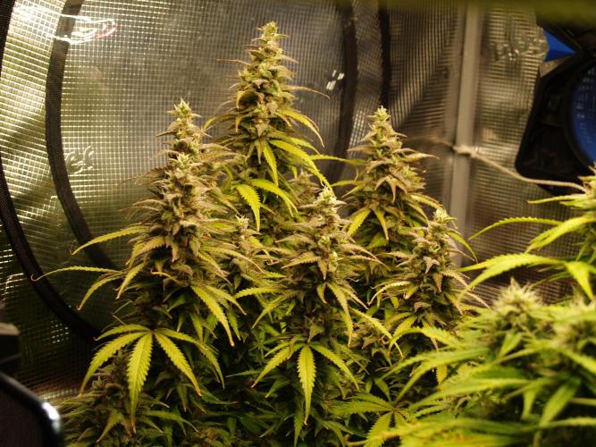 Auto AK-47 XL Divine Seeds. Week 11 - Tag 79