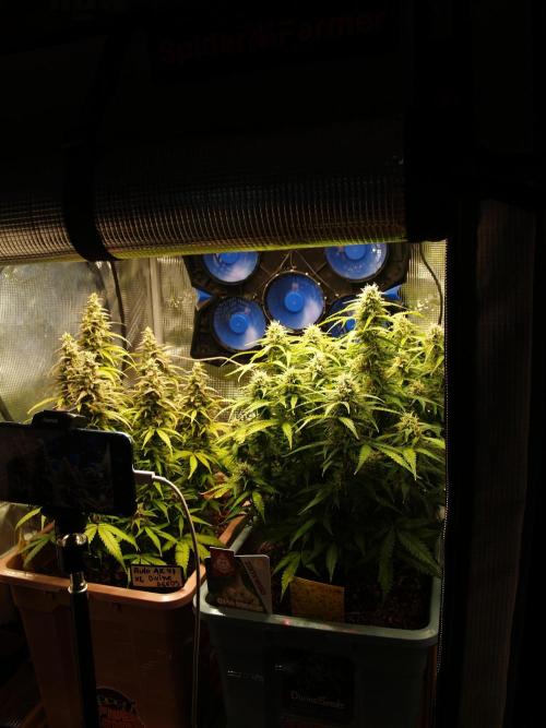 Auto AK-47 XL Divine Seeds. Week 11 - Tag 79