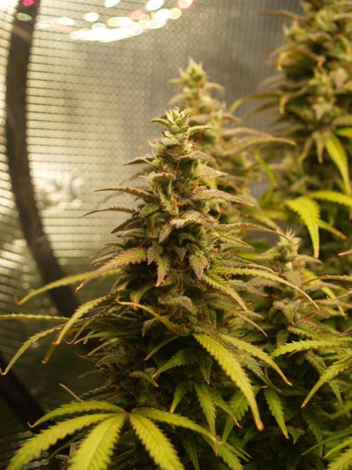 Auto AK-47 XL Divine Seeds. Week 11 - Tag 79