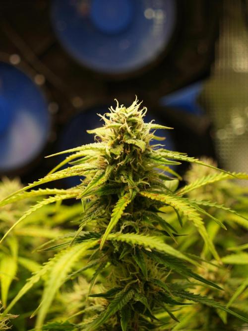 GMO Cookies Auto from Zamnesia. Week 10 - Tag 77