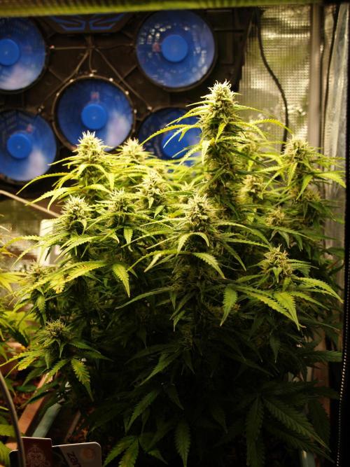 GMO Cookies Auto from Zamnesia. Week 10 - Tag 77