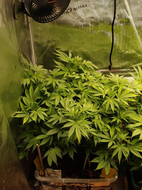 White Rhino From Zamnesia zweite Runde. Week 10 - Tag 77