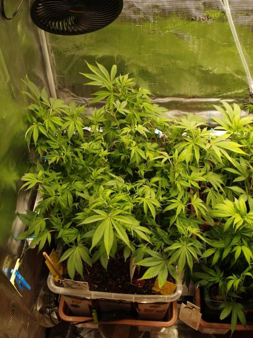 White Rhino From Zamnesia zweite Runde. Week 10 - Tag 77