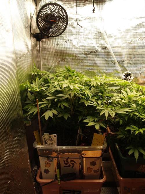 White Rhino From Zamnesia zweite Runde. Week 10 - Tag 77