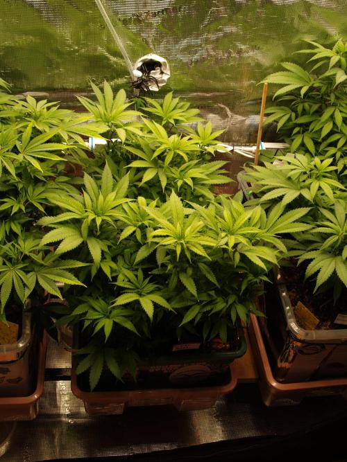 Eleven Roses Klon zur Blüte. Week 13 - Tag 86