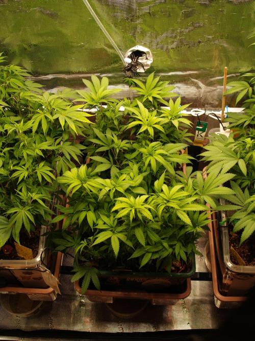 Eleven Roses Klon zur Blüte. Week 13 - Tag 86