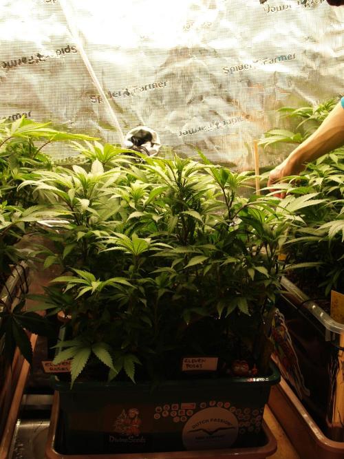 Eleven Roses Klon zur Blüte. Week 13 - Tag 86