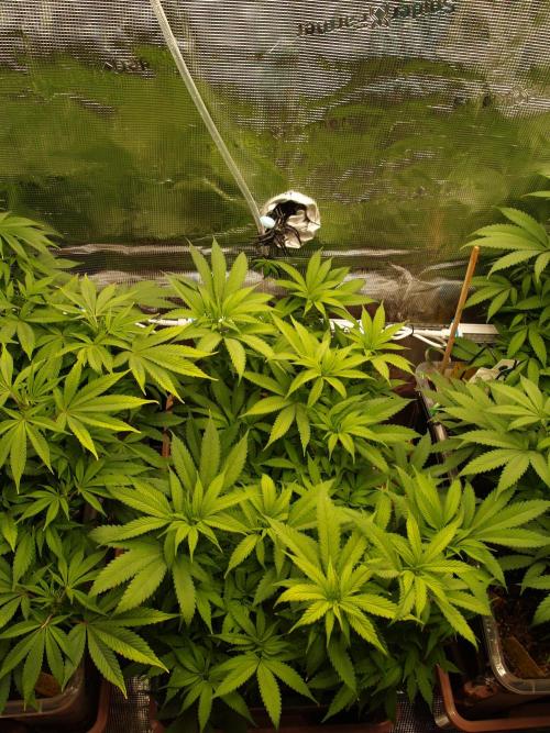 Eleven Roses Klon zur Blüte 2. Week 13 - Tag 86