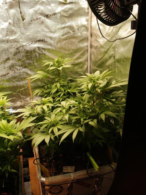 Eleven Roses. Week 15 - Tag 107