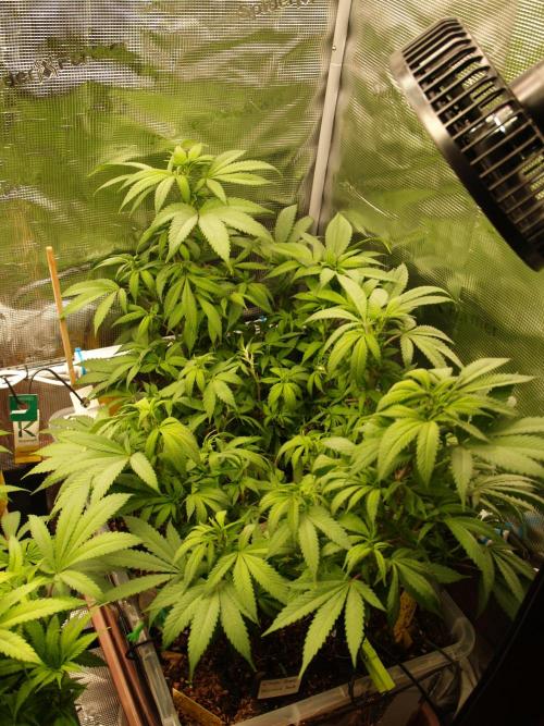 Eleven Roses. Week 15 - Tag 107