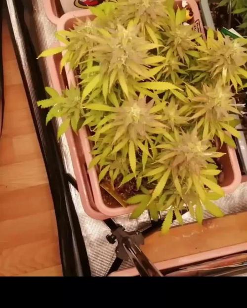 Auto AK-47 XL Divine Seeds