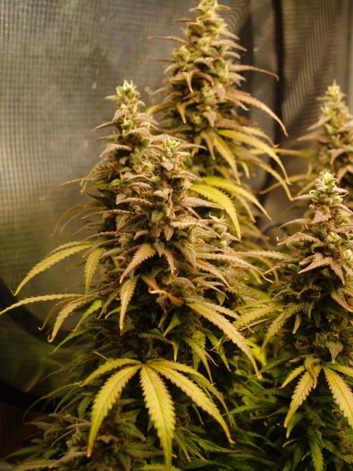 Auto AK-47 XL Divine Seeds. Week 11 - Tag83