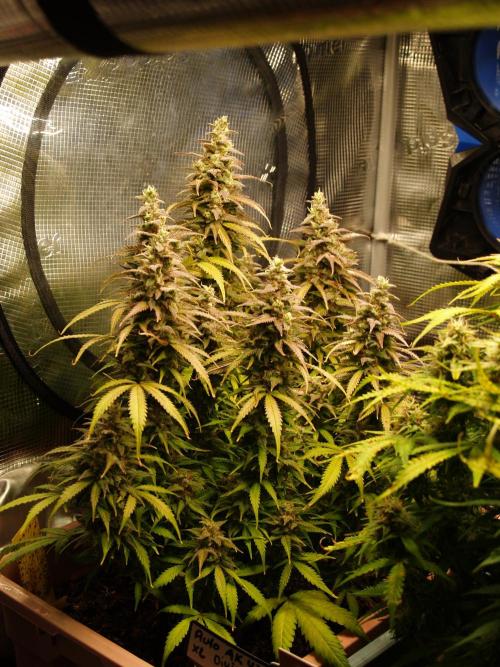 Auto AK-47 XL Divine Seeds. Week 11 - Tag 83