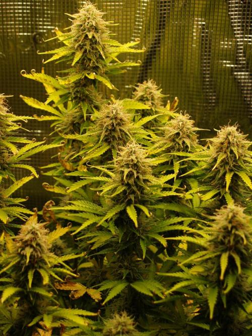 Green Cure CBD F1 Hybrid Auto Zamnesia. Week 11 - Tag 81