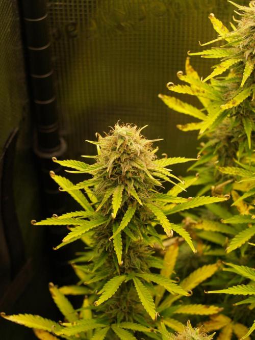 Green Cure CBD F1 Hybrid Auto Zamnesia. Week 11 - Tag 81