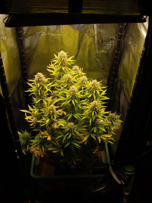 Green Cure CBD F1 Hybrid Auto Zamnesia. Week 11 - Tag 81