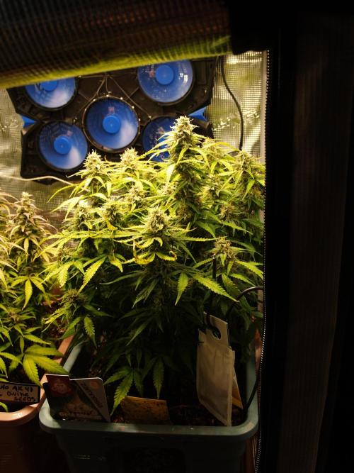 GMO Cookies Auto from Zamnesia. Week 11 - Tag 81