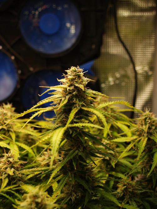 GMO Cookies Auto from Zamnesia. Week 11 - Tag 81