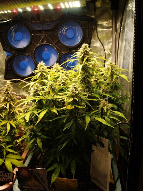 GMO Cookies Auto from Zamnesia. Week 11 - Tag 81