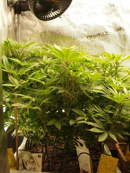 White Rhino From Zamnesia zweite Runde. Week 11 - Tag 81