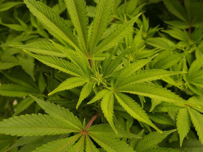 White Rhino From Zamnesia zweite Runde. Week 11 - Tag 81